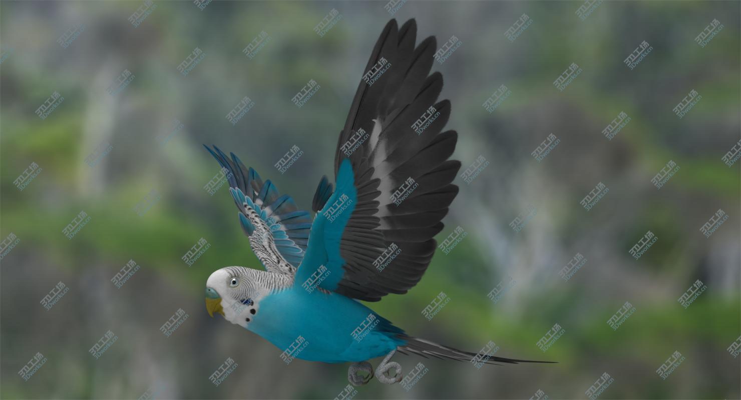 images/goods_img/202105072/Melopsittacus Undulatus 'Budgerigar Blue'/1.jpg